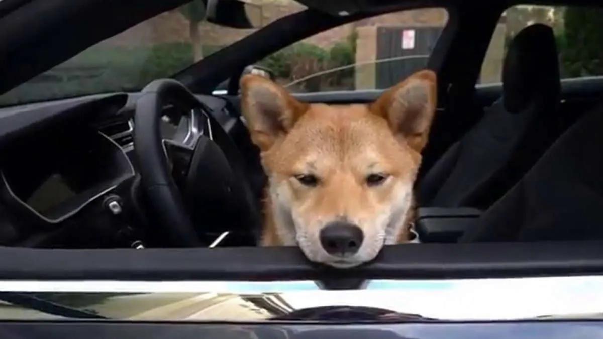 Osakkeet Tesla ja lainaukset Shiba Inu osoittivat saman tuloksen vuonna 2022