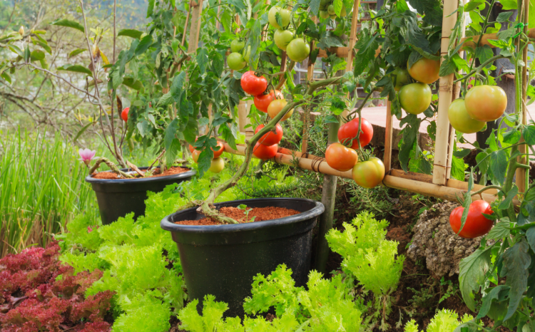 Robloxin Grow a Garden on suurempi kuin lähes mikään muu peli – ja sekin on ongelma 2